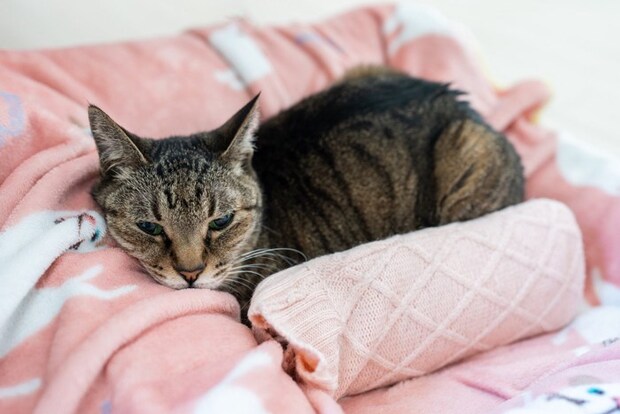 寒そうにする猫