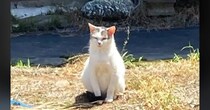 置き去りにされ、飼い主の帰りを"ずっと待っていた猫たち"→放っておけなくて…思わず涙が出る記録が84万再生「心からありがとう」「泣ける」