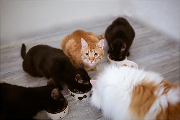 食事中にこちらを見るチャトラ猫