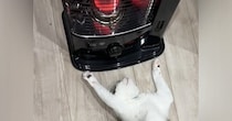 ストーブの前にいる猫の様子を見ると…あまりにも"くつろぎすぎな体勢"が47万再生「全身で暖をとるスタイルｗ」「想像以上に落ちてたｗ」