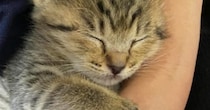 飼い主さんに抱っこされて安心して眠る子猫→おててを見ると…幸せいっぱいの『尊い光景』に６万いいね「言葉にならない」「可愛すぎて撃沈」