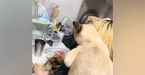 料理をしていると、猫が背中に乗ってきて…飼い主さんを『見守る様子』が可愛すぎると９万再生「想像以上で笑った」「冬は温かくていいね」