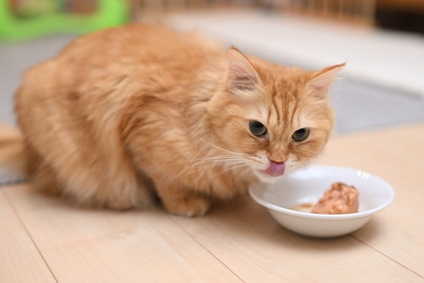 ご飯を食べる猫