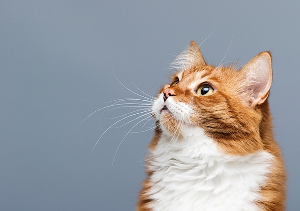 上を見上げる猫