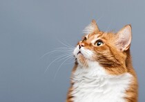 びっくり仰天！過去に英国紙上で報道された「超変わりもの」猫たち