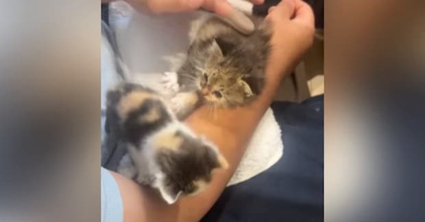 2匹の子猫を保護→1匹は里親に出す予定だったけど…子猫の行動と保護主の『決断』に涙が出ると98万再生「本当によかったね」「素敵」