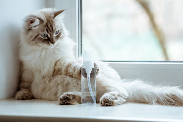 液体の入ったボトルを触る猫