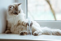 猫にとって『消毒液』が危険な理由3つ　思わぬ事故を防ぐための注意点も解説