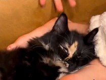 ソファで女の子の足を枕にする猫ちゃん→起こそうとした結果…思った以上に『脱力している様子』に爆笑「気にしない派だｗ」「クタクタしてる」