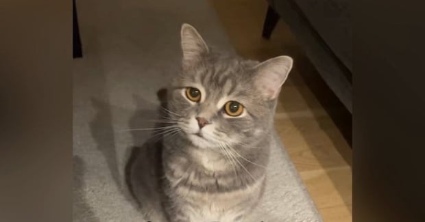 夜遅くまで起きていたら、『様子を見に来た猫』…胸がきゅっとなる『愛おしすぎる表情』が170万再生「心なしか心配してる目つきｗ」「泣いた」