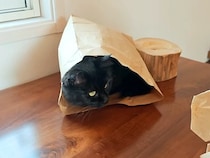 ハンバーガーを食べているパパ→猫が紙袋に入り…パパを驚かせたくて見せた『無邪気な行動』に反響「ウーバーイーツで頼めますか」「愛らしい」