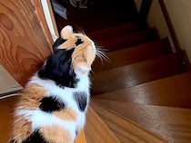 朝、一緒に目を覚ました三毛猫→ついてきてほしい様子で…あまりにも尊い『最高の光景』が15万再生「ぽてぽてしててかわいいｗ」「たまらん」