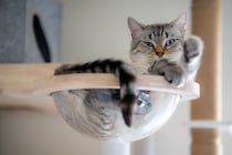 猫にとっての『ベストポジション』に設置したい4つのアイテム　快適に過ごしてもらうためのコツも解説