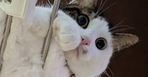 物干しスタンドの上でくつろいでいた猫→"下から"見てみると…最高すぎる"眺め"に３万いいね「つんつんしたいｗ」「素晴らしい」と絶賛