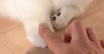 愛猫の前足に指を乗せてみたら、次の瞬間…思わず癒される"かわいいやり取り"に「ニヤニヤが止まらない」「一緒に遊びたい」と絶賛