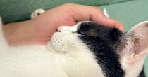 夫の腕の中で幸せそうに眠る猫ちゃん…目撃した妻が残した『コメント』に共感する人続出「嫉妬しちゃうねｗ」「かっわいい」と１万いいね