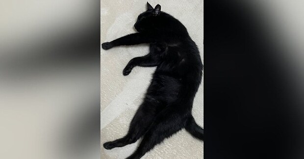 床でくつろいでいた黒猫が『漢字』に見えてきて…横に文字を書いてみた結果→素敵な光景に16万いいね「芸術作品」「お見事」と大絶賛