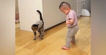 赤ちゃんが初めて"ひとりで歩いているところ"を目撃した猫…微笑ましい"リアクション"に反響「どちらも可愛い」「仲間だと思ってたニャン」