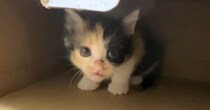 出れるはずのないケージから『脱出していた保護子猫』…後に判明した『まさかの方法』に驚きの声「ポテンシャル高すぎるｗ」「すごい賢い」