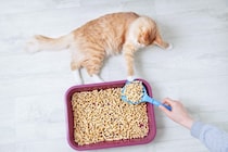 猫が『トイレ用の砂』を食べてしまう理由3つ　困った行動を防ぐための対処法も