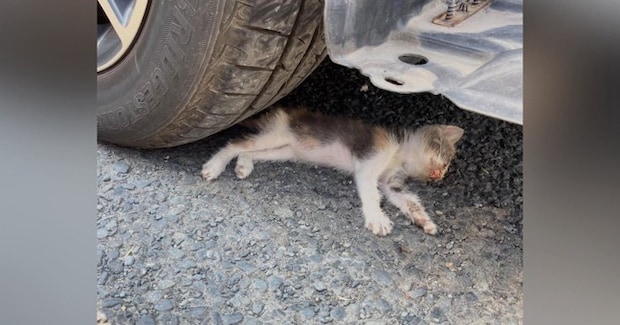 『行き倒れていた子猫』を保護して１年後…当時が嘘のような『涙あふれるビフォーアフター』に感動「愛情をめっちゃ感じる」「美しく成長したね」