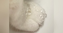 蛇口から水を飲んだ猫ちゃん→『おてて』を見ると…まるで宝石のような"素敵すぎる光景"に14万いいね「素晴らしい作品」「ひゃあああ可愛い」