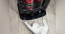 ストーブの前にいる猫の様子を見ると…あまりにも"くつろぎすぎな体勢"が47万再生「全身で暖をとるスタイルｗ」「想像以上に落ちてたｗ」