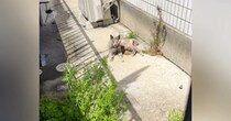 真冬に"ガリガリの姿で現れた"野良猫が保護されて…新しいおうちに移った直後→まさかの変化に「めちゃくちゃ涙が出た」「泣ける」と感動の声