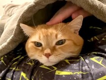 急に寒くなったので、夏用寝具のまま寝た結果→ネコが寄り添ってくれたのに…思いもよらない『切ないオチ』が話題「毛布に心惹かれたのかな」