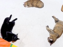 寒くなってきたのでホットカーペットをつけた結果→４匹の猫が集まって…想像以上に『ぬくぬくな光景』に反響「混じって寝たい」「たまらん」