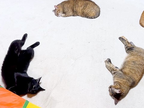 寒くなってきたのでホットカーペットをつけた結果→４匹の猫が集まって…想像以上に『ぬくぬくな光景』に反響「混じって寝たい」「たまらん」