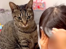 熱が出てつらそうな６歳の女の子→ネコがそばに寄り添い続けて…『家族愛にあふれた光景』に絶賛「健気さに泣けてくる」「本当の姉妹みたい」