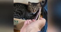手のひらに『薬』を乗せて猫のまえに差し出すと…"信じられない光景"が11万再生「ええええ賢すぎる」「あまりにもすごい」と称賛の声