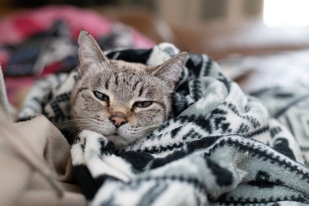 毛布に包まる猫 シャムトラ猫