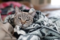 猫に『冬のお留守番』をさせるときの注意点4つ　トラブルの危険性から対策法まで