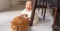 テーブルの下に集まっていた赤ちゃんと猫→赤ちゃんの『手元』を見ると…微笑ましい光景が31万再生「才能でしかない」「平和でほっこり」