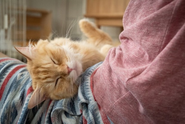 膝の上で寝る猫