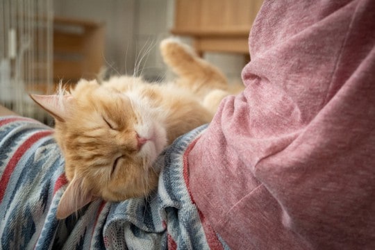 猫との暮らしで『幸せを感じる瞬間』7選　何気ない日常がかけがえのない時間に？