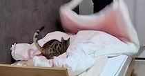 ベッドの上で布団を広げていると、動きに合わせて『猫』が…たまらなく可愛い瞬間に９万いいね「明らかに楽しんでる！」「特大猫じゃらしｗ」