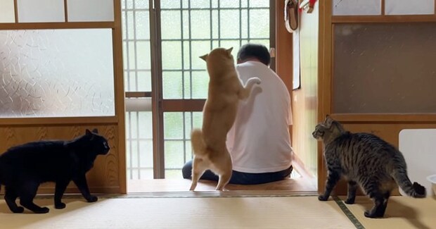 大好きなパパが2日ぶりに帰宅したら、柴犬と猫が…感動的な『再会の瞬間』が347万再生「なんて素敵な家族」「涙が止まらなくなった」