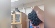 高い棚の上でくつろいでいたサビ猫→飼い主さんが『ブラシ』を見せると…まさかの反応に１万いいね「かわえええ」「いいなぁー」と話題