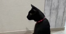 冷蔵庫に反射した『自分の姿』に驚いた黒猫…想像を超える"かわいいリアクション"に「仕事の帰りに大爆笑した」「私ネコになってる」