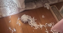 床に細かく刻まれた『トイレットペーパー』が…犯ニャンの様子を見に行くと→怒るに怒れない光景が22万表示「満足そうｗ」「芸術の秋だね」