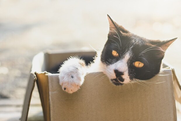 段ボール箱に入り込む白黒猫