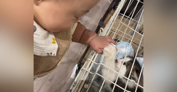 子猫がいるケージに赤ちゃんが手を伸ばすと…尊さ限界突破の『可愛すぎるやり取り』が35万再生「平和だなぁｗ」「赤さん同士の会話ｗ」