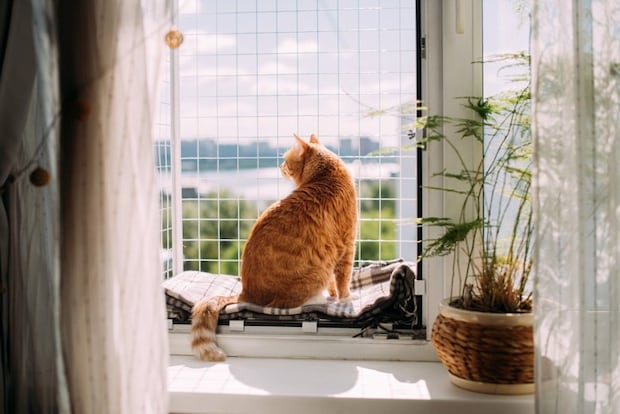 窓から外を見る猫