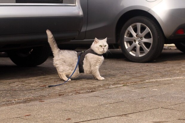 車の前のリードをつけた猫