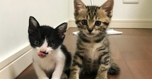 カラスに襲われていた『2匹の子猫』を保護→4年が経つと…思わず感動のビフォーアフターに「運命の出会い」「なんていい話」と1万いいね