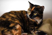 【猫柄】『サビ猫』が持つ魅力あふれる特徴3選　意外な性別割合や性格の傾向などご紹介