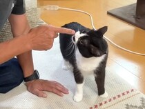 『知らないおじさん』が泊まりに来たら、白黒ネコが…怖がるかと思いきや『まさかの反応』が11万再生「関係が素敵」「コミュ力にゃんこ」